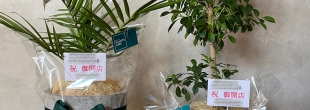 PLANTS2306松阪店☞ギフトラッピング承ります！