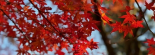 近くの穴場紅葉♪