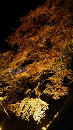 DSC_1882