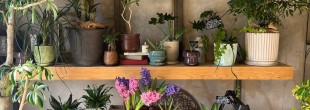 PLANTS2306【2/23はPOINT６倍DAY！】