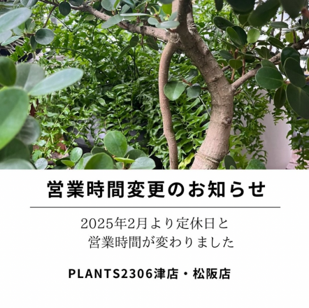 QWZF8251