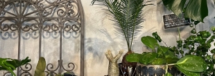 PLANTS2306【3/6はPOINT６倍DAY！】