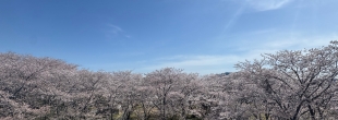 春を感じに　ミツマタ群生地