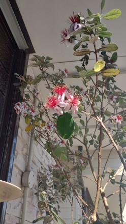 IMG_20250605_082430715_HDR