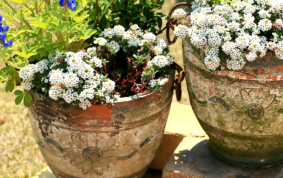 かわいい鉢植えもご用意いたします。