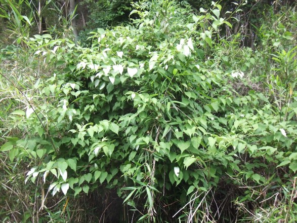 DSCF6962