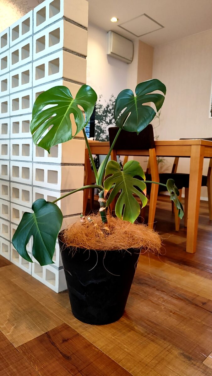 空中に顔を出す根🌱