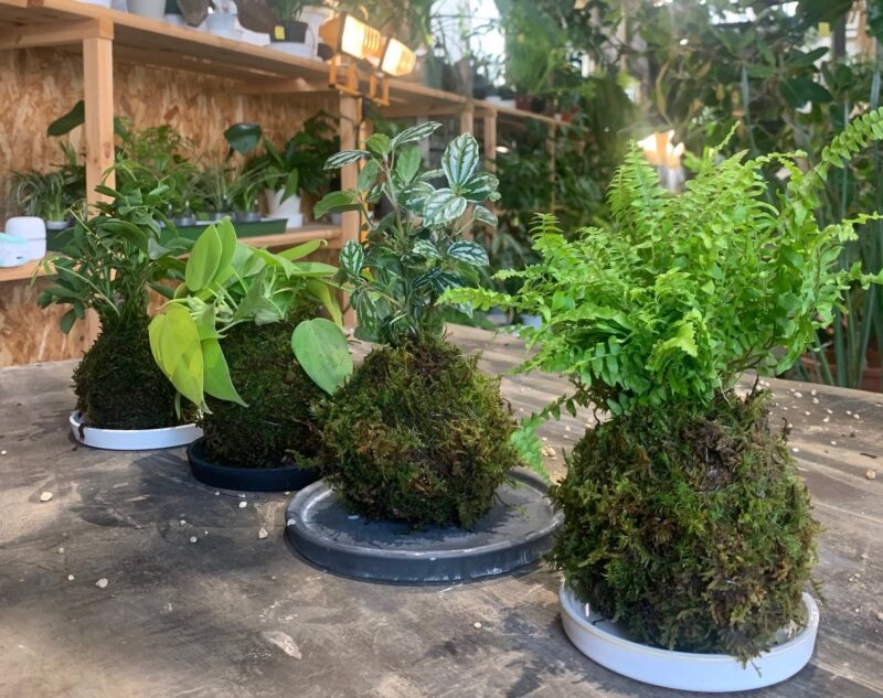 PLANTS2306ワークショップ　苔玉教室