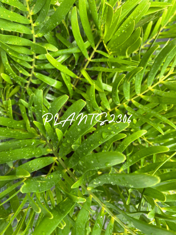 PLANTS2306【8/23(土)はPLANTSDAY！】