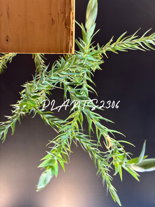 PLANTS2306【５月のお知らせ】