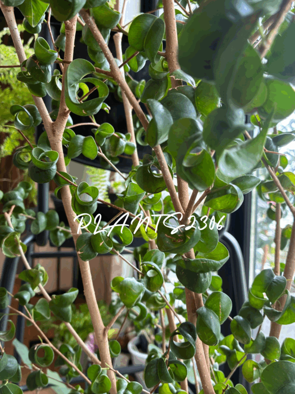 PLANTS2306【夜遊び翌昼マルシェ】
