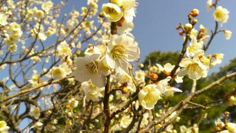 春よ来い。