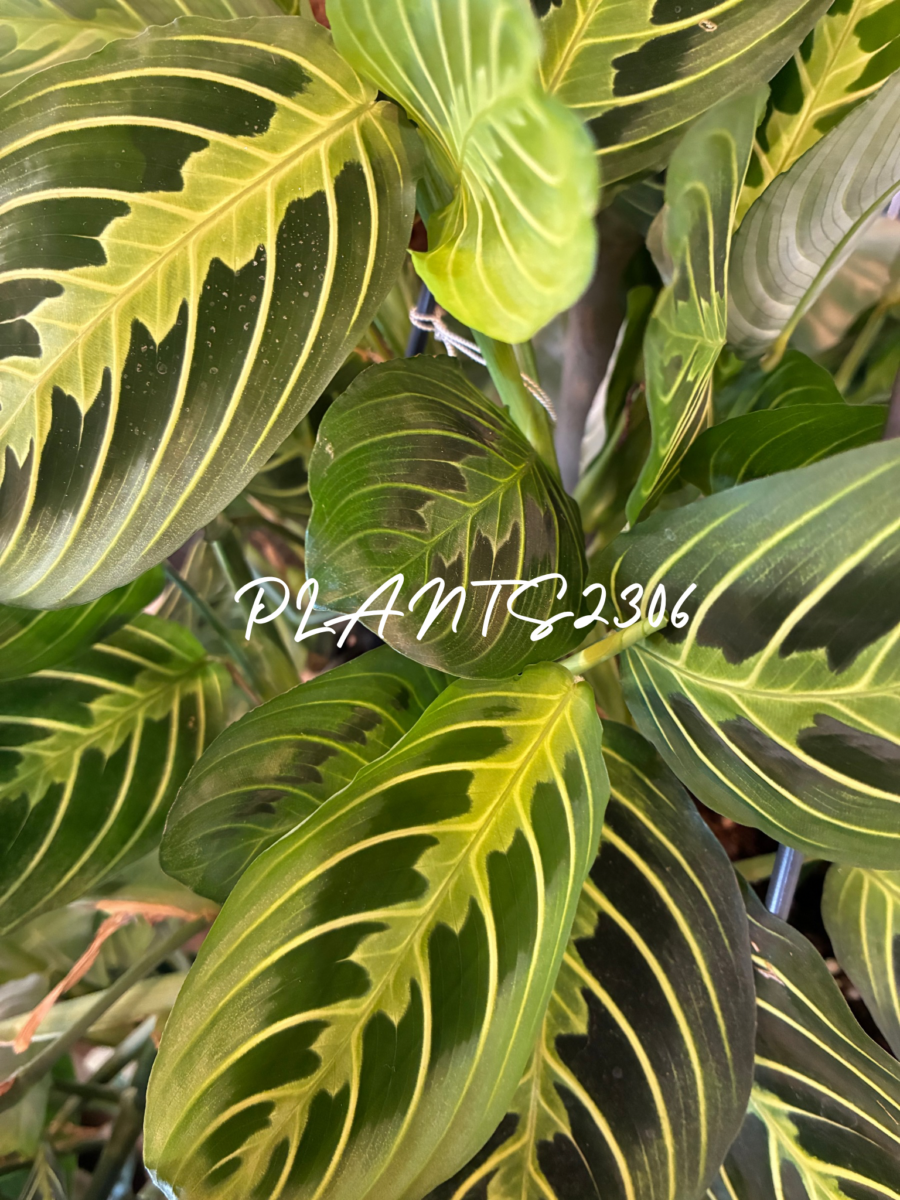 PLANTS2306【1月のお知らせ】