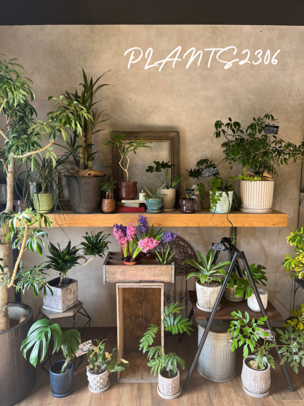 PLANTS2306【2/23はPOINT６倍DAY！】