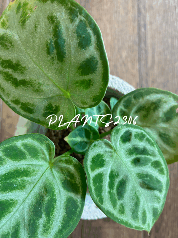 PLANTS2306【11月のお知らせ】