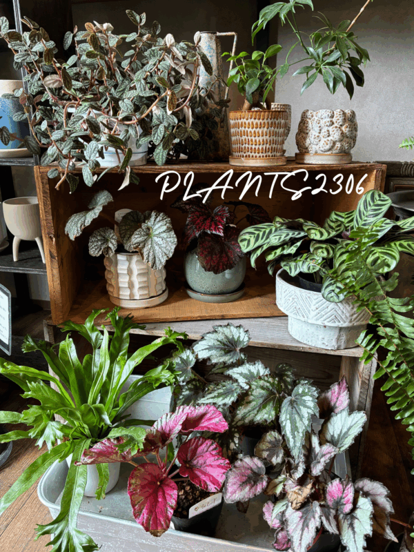 PLANTS2306【７月のおしらせ】