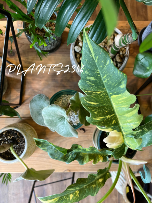 PLANTS2306【８/23はPLANTSDAY！】