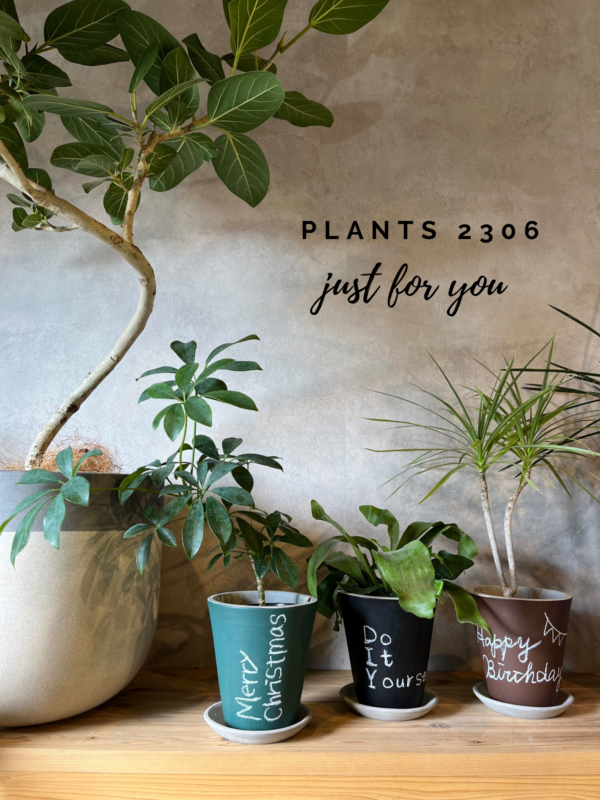 PLANTS2306松阪店☞植栽工事と植物入荷のおしらせ