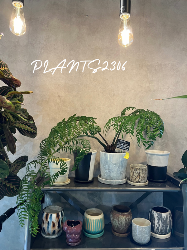 PLANTS2306【９月のおしらせ】