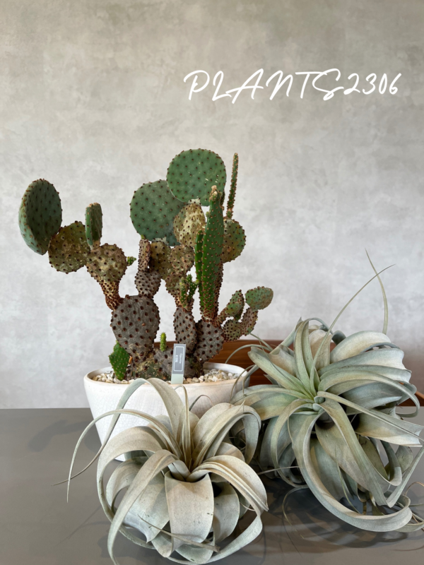 PLANTS2306【8月のお知らせ】