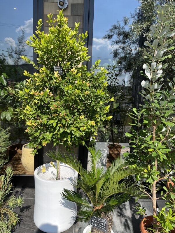 PLANTS2306松阪店☞屋外で育つ鉢植えのご紹介