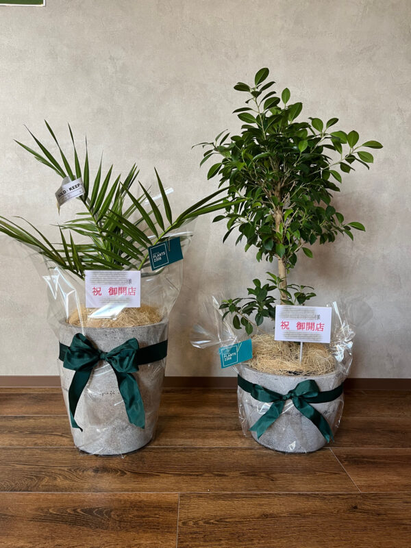 PLANTS2306松阪店☞ギフトラッピング承ります！