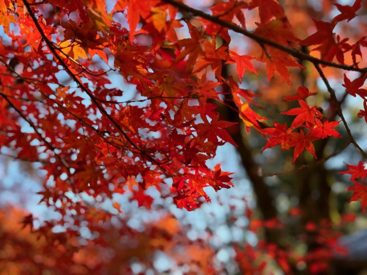 近くの穴場紅葉♪