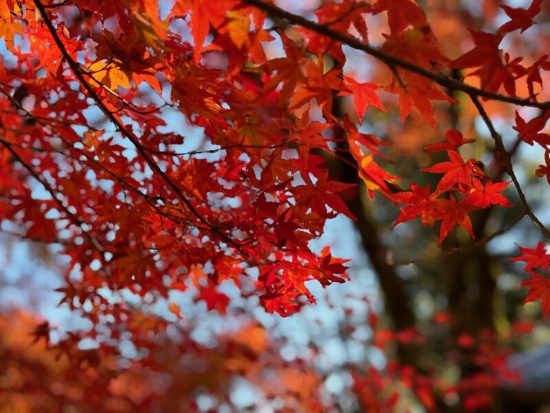 近くの穴場紅葉♪