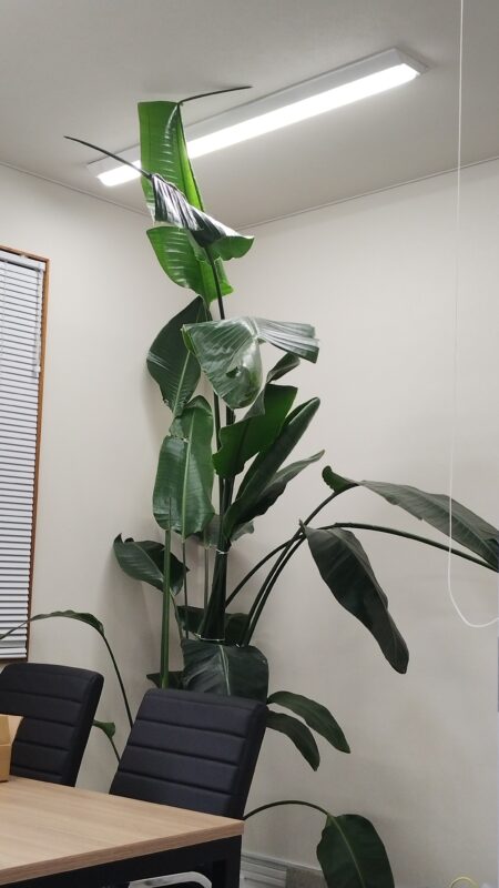 豊橋店の植物
