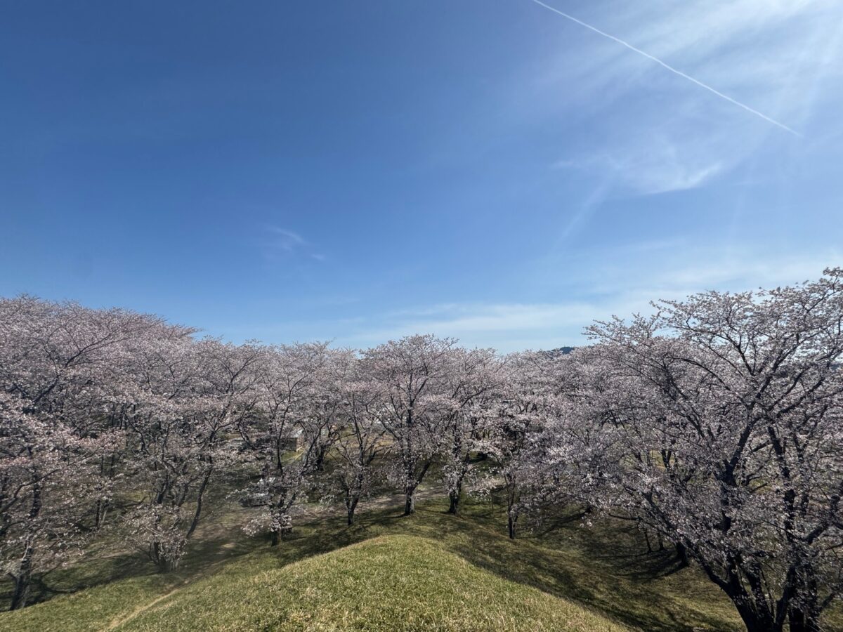春を感じに　ミツマタ群生地