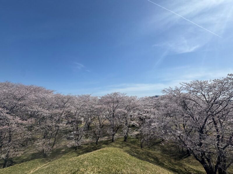 春を感じに　ミツマタ群生地