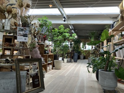 お店の天井が…！【PLANTS2306】