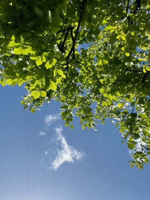 ＧＷ休業のお知らせ