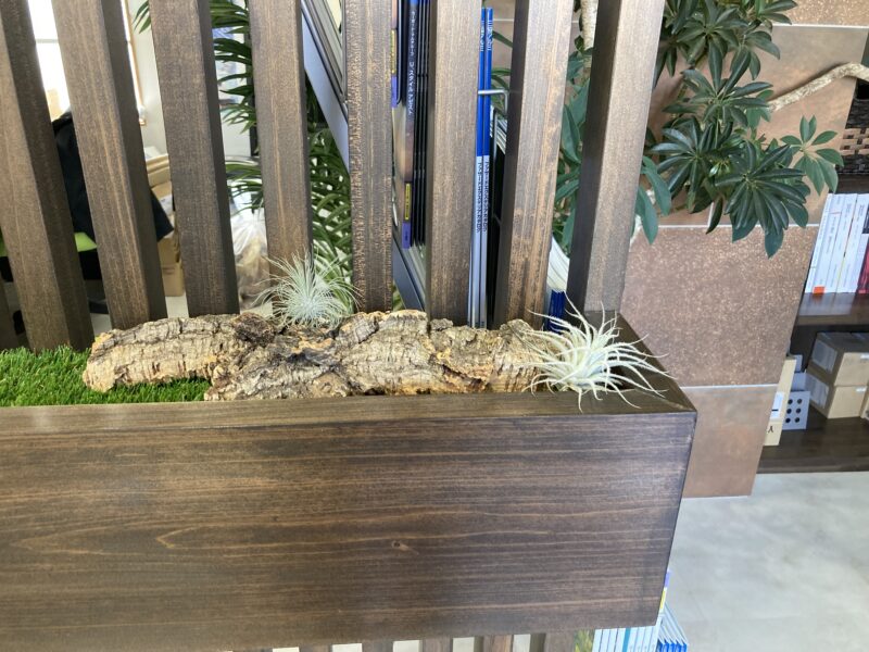 エアープランツ