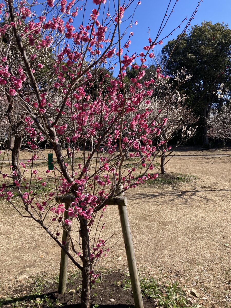 梅まつり