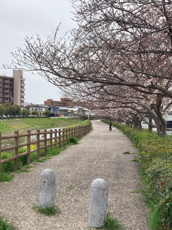 5分咲きかな？