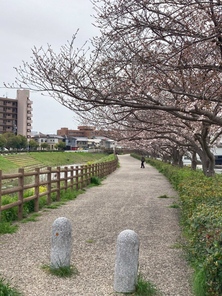 5分咲きかな？