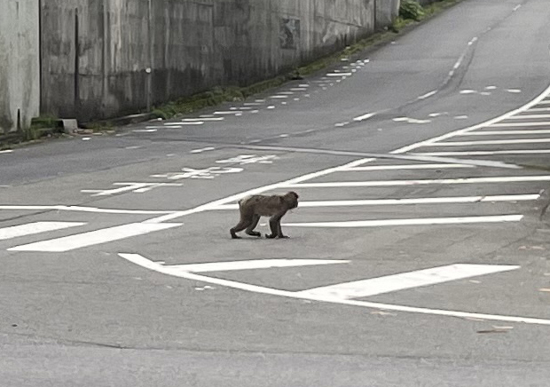 朝の珍客