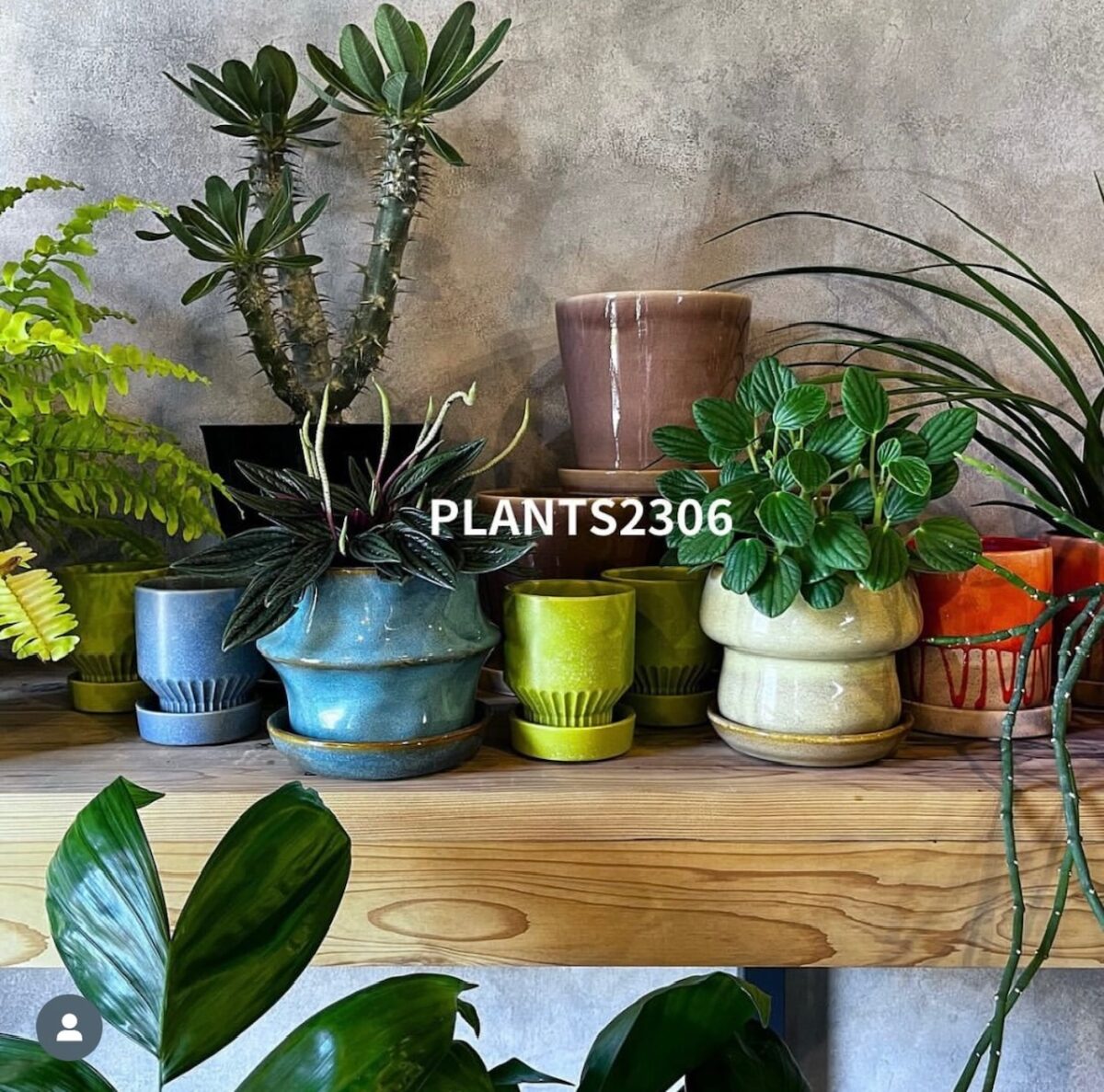 10/12(土)〜10/14(月・祝)【plants2306】が桑名店に！！