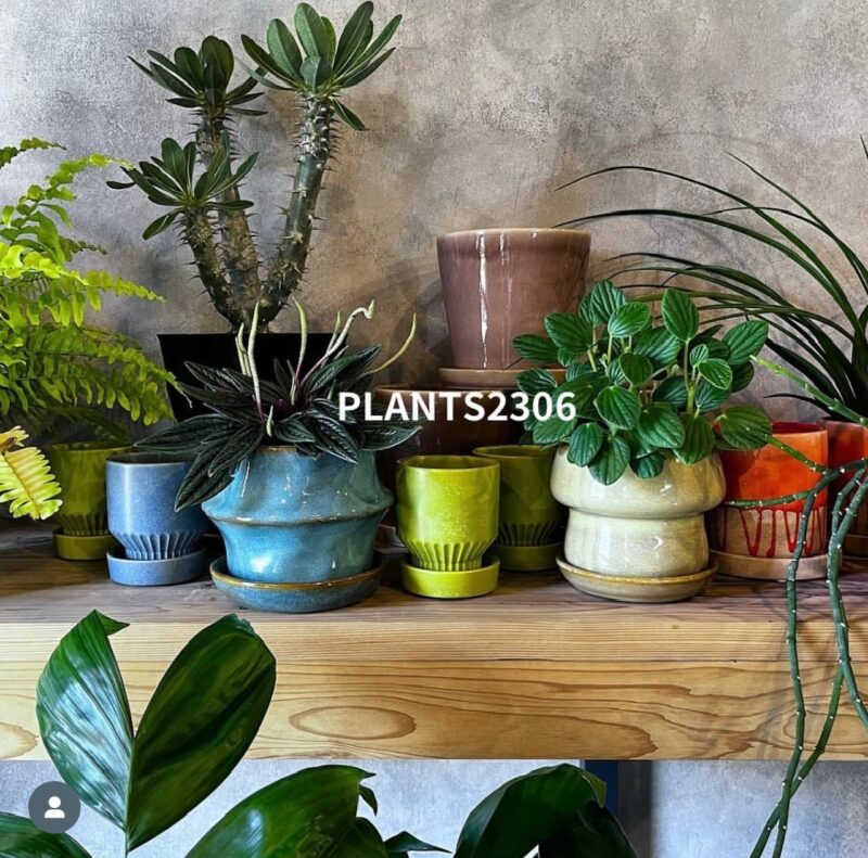 10/12(土)〜10/14(月・祝)【plants2306】が桑名店に！！