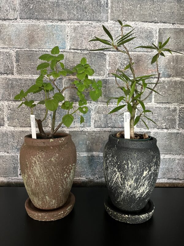 PLANTS２３０６松阪店☞本日もご来店お待ちしております！