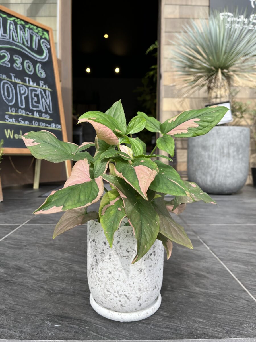 PLANTS2306松阪店☞本日16:00までOPEN！