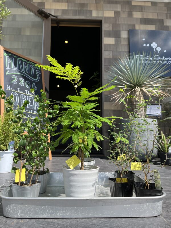 PLANTS2306松阪店☞GREEN入荷のお知らせ