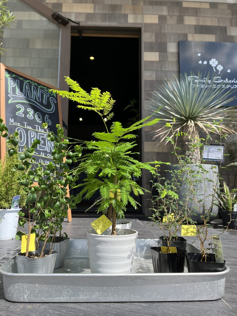 PLANTS2306松阪店☞GREEN入荷のお知らせ