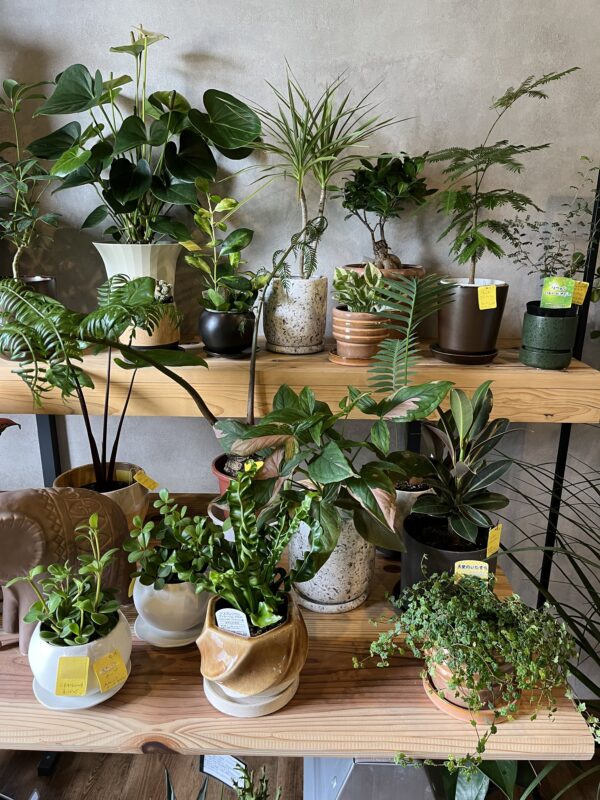 PLANTS2306松阪店☞本日16:00までOPEN！