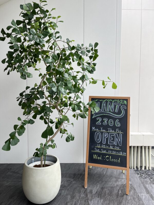 PLANTS2306松阪店☞本日POINT６倍DAY！
