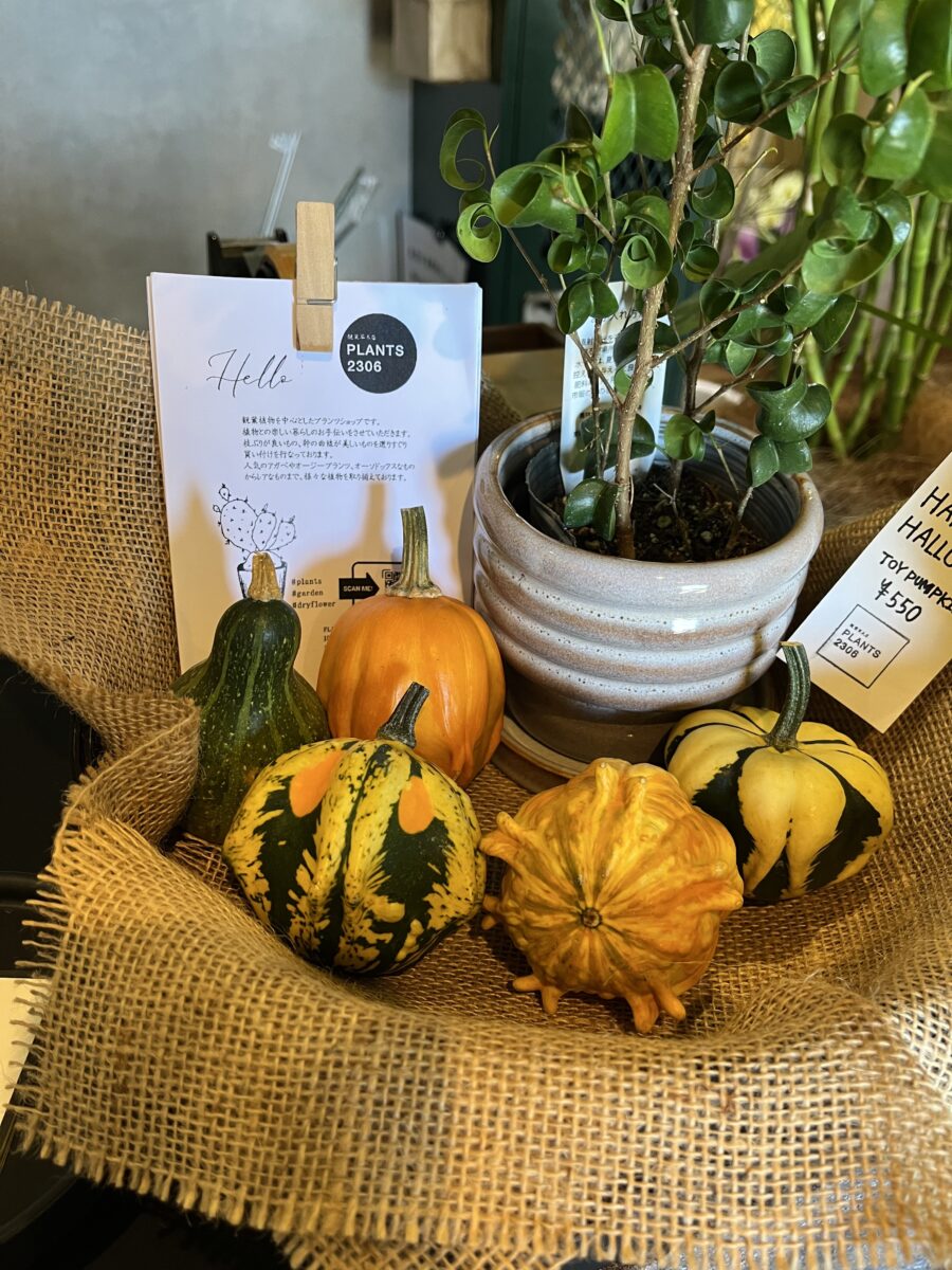 PLANTS2306松阪店☞おもちゃかぼちゃ入荷しました