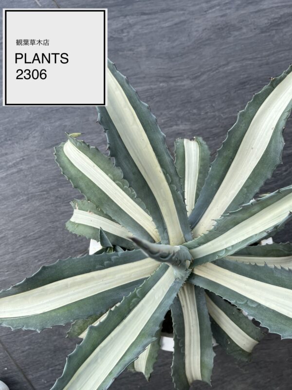 PLANTS2306松阪店☞GREEN入荷のお知らせ