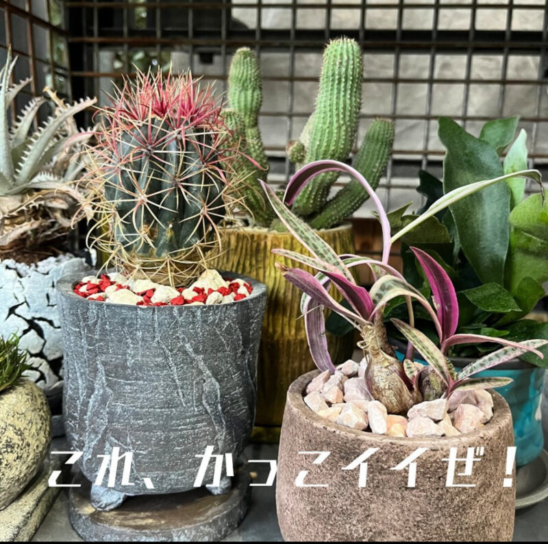 PLNTS2306【明日はPLANTS2306DAY!】