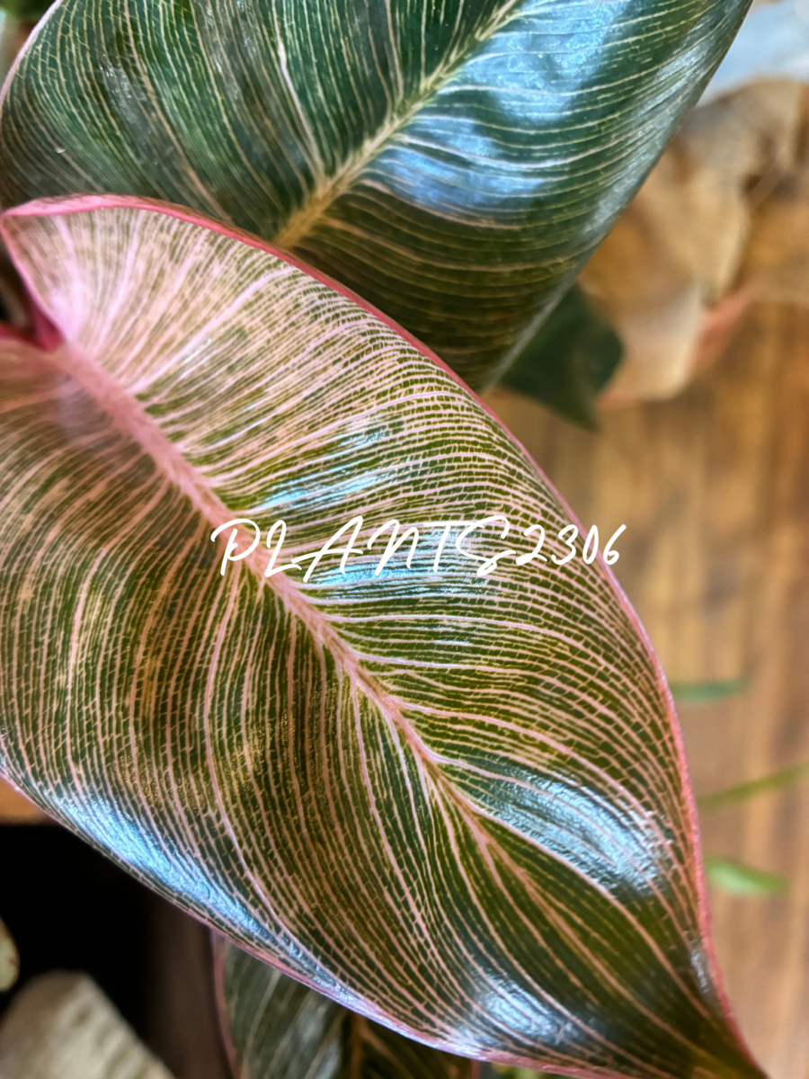 PLANTS2306【2月のお知らせ】